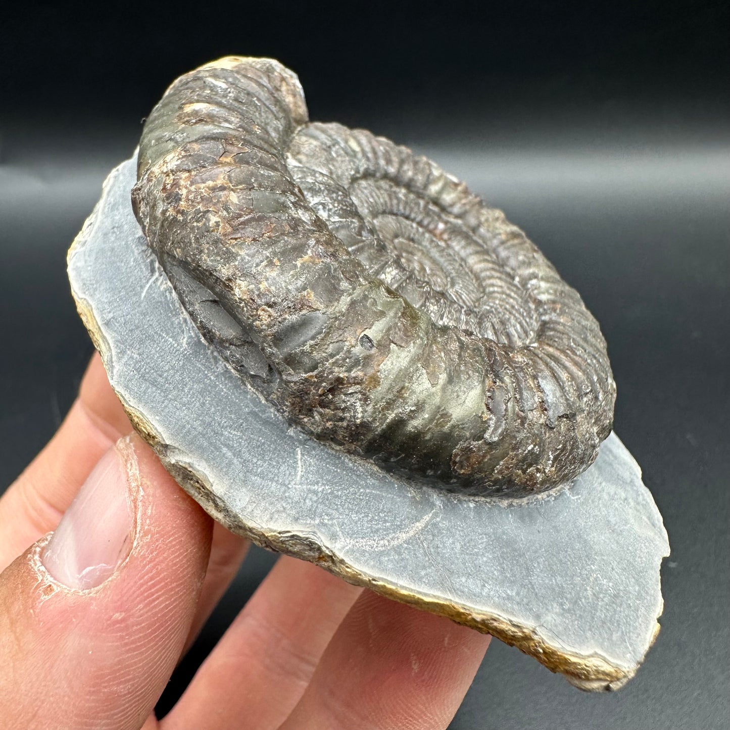 Dactylioceras Ammonite Fossil With Box And Stand - Whitby, North Yorkshire Jurassic Coast Yorkshire Fossils