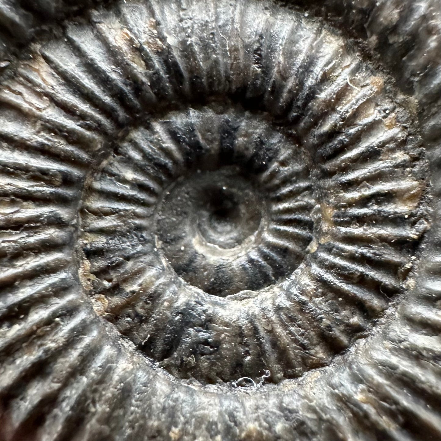 Dactylioceras Ammonite Fossil Gift Set - Whitby, North Yorkshire Jurassic Coast Yorkshire Fossils