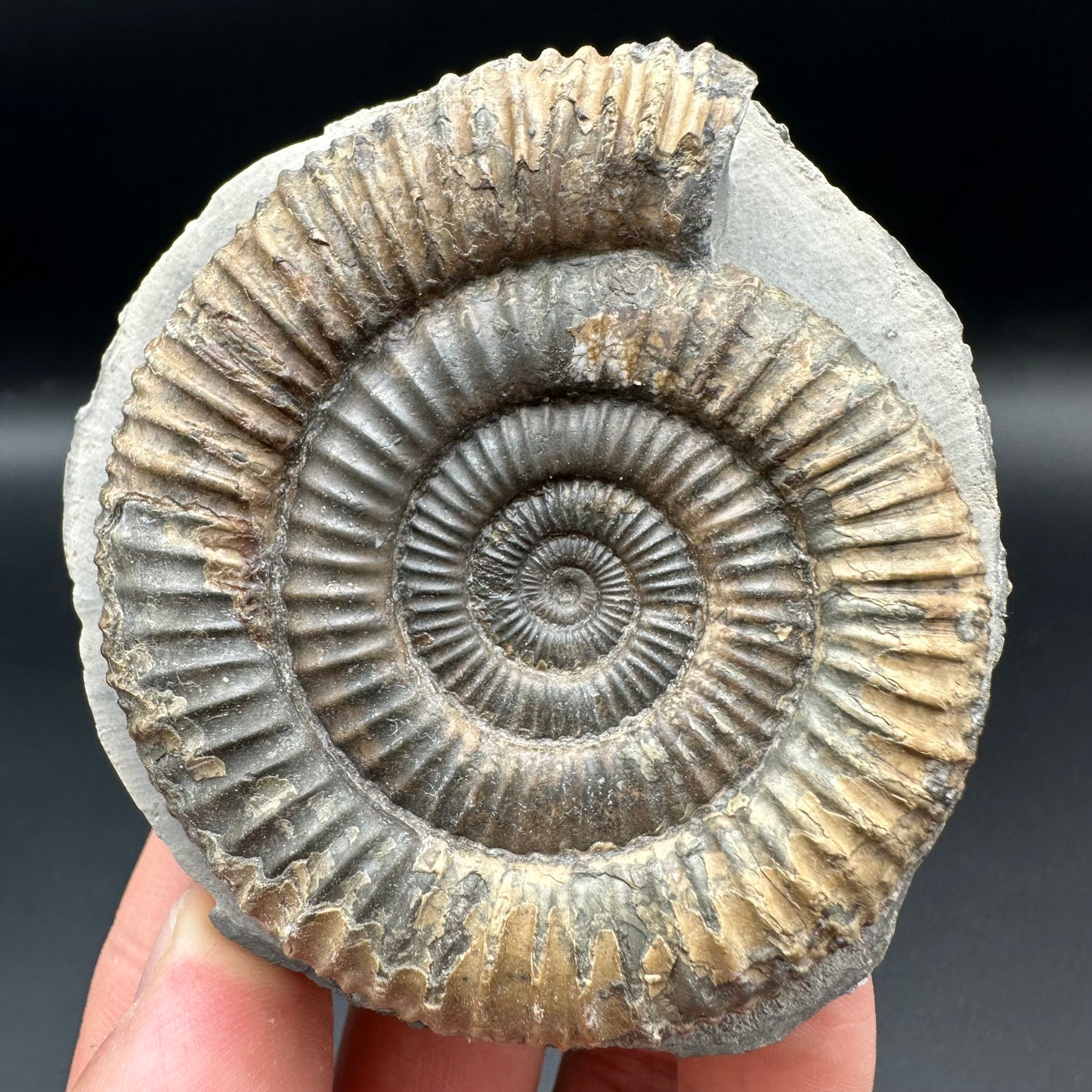 Dactylioceras Ammonite Fossil With Box And Stand - Whitby, North Yorkshire Jurassic Coast Yorkshire Fossils