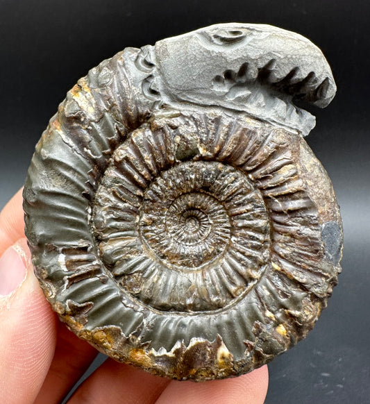 Snakestone Ammonite Fossil With Bag/Box And Stand - Whitby, North Yorkshire Jurassic Coast Yorkshire Fossils