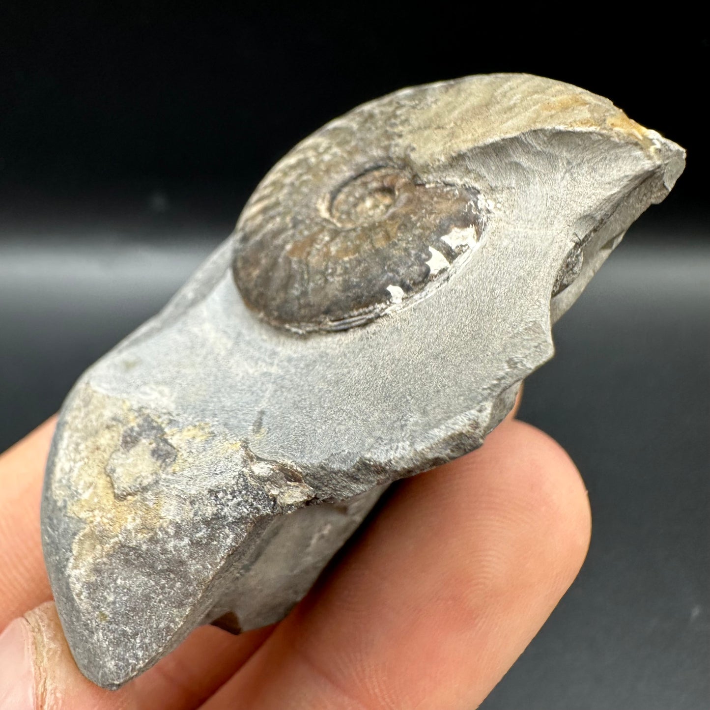 Pseudolioceras lythense Ammonite fossil with box and stand - Whitby, North Yorkshire, Yorkshire Fossils on the Jurassic Coast