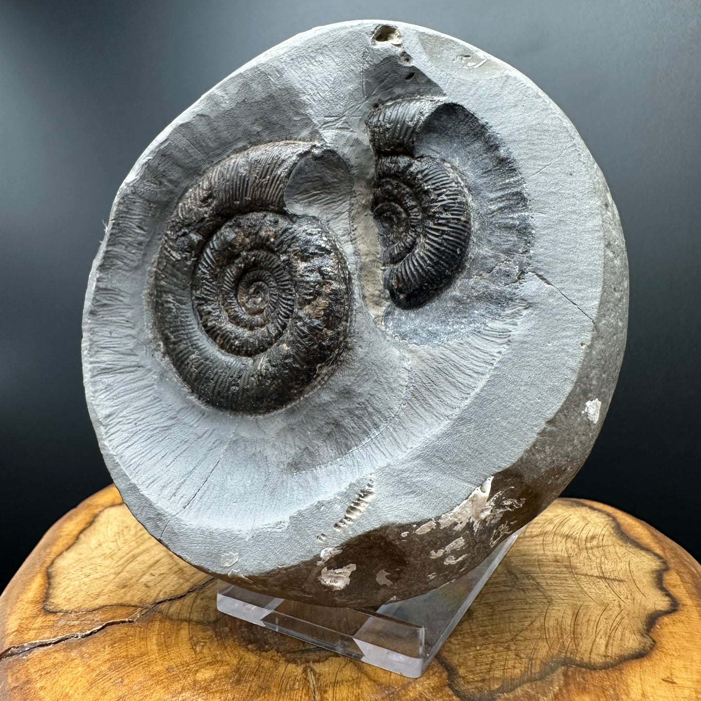 Dactylioceras tenuicostatum Ammonite fossil with box and stand - Whitby, North Yorkshire Jurassic Coast