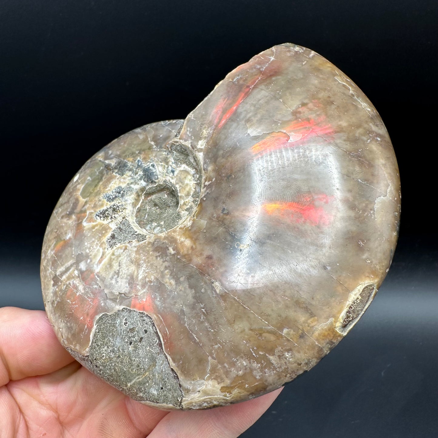 Cleoniceras Ammonite Fossil With Box And Stand - Cretaceous Ammonite Madagascar