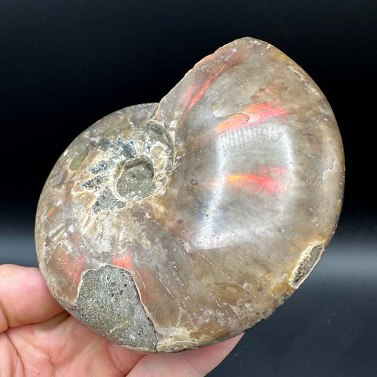 Cleoniceras Ammonite Fossil With Box And Stand - Cretaceous Ammonite Madagascar