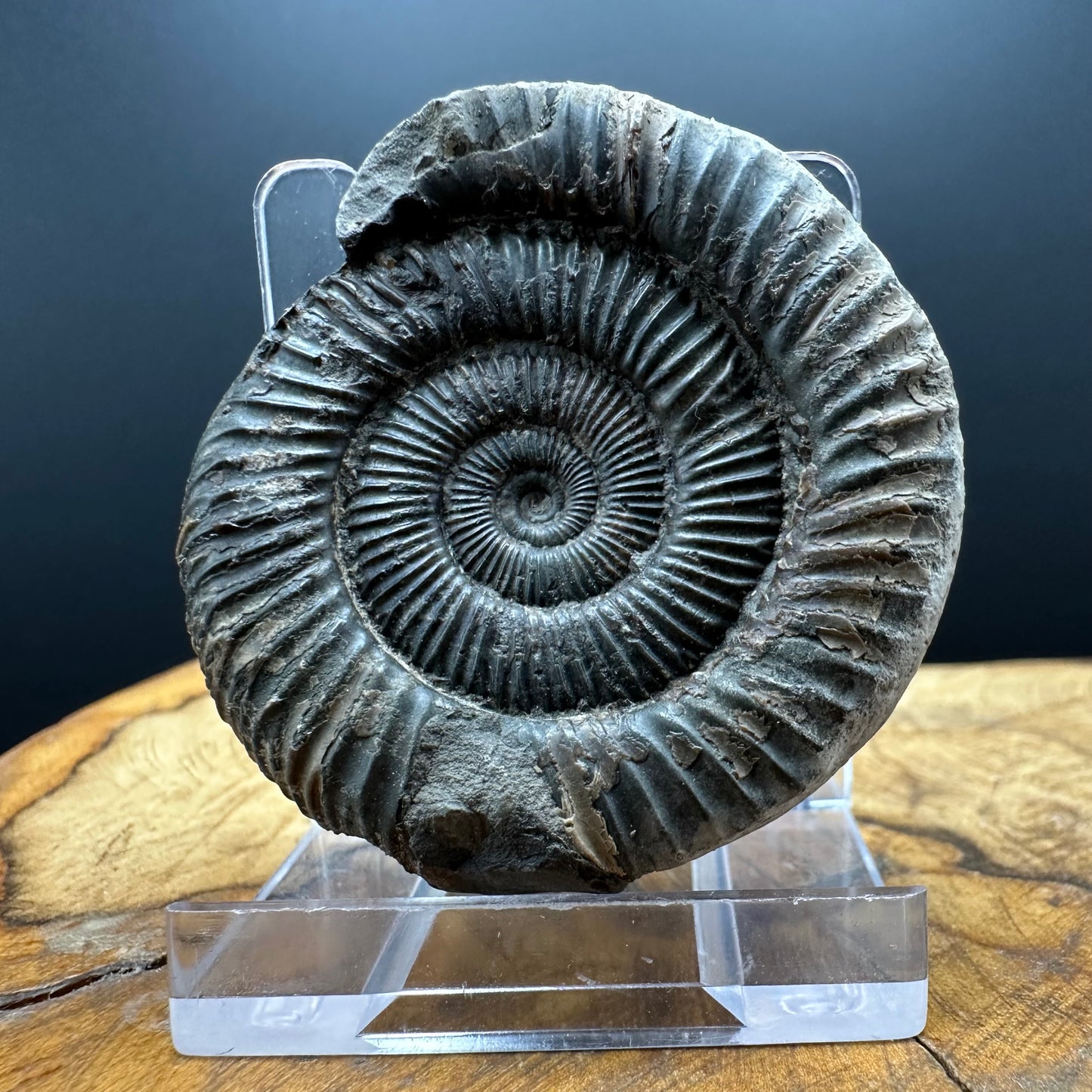 Dactylioceras Ammonite Fossil With box and Stand - Whitby, North Yorkshire Jurassic Coast Yorkshire Fossils