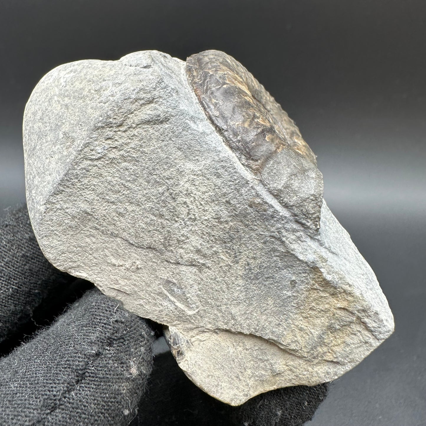 Grammoceras thoaurense Ammonite shell fossil with box and stand - Whitby, North Yorkshire, Yorkshire Fossils from the Jurassic Coast