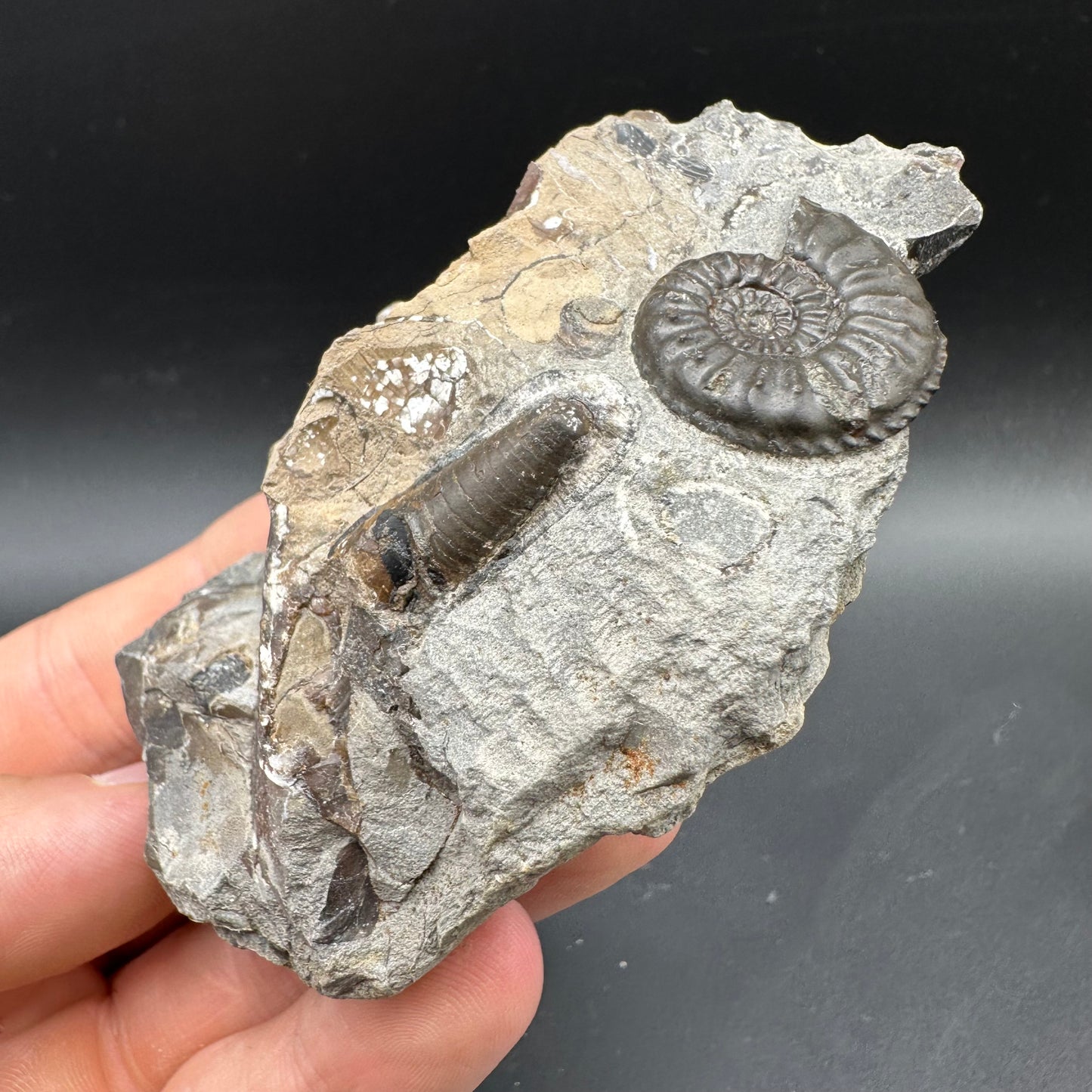 Amaltheus subnodosus Ammonite fossil / Belemnite Phragmocone fossil with box and stand - Whitby, North Yorkshire Jurassic Coast Yorkshire Fossils