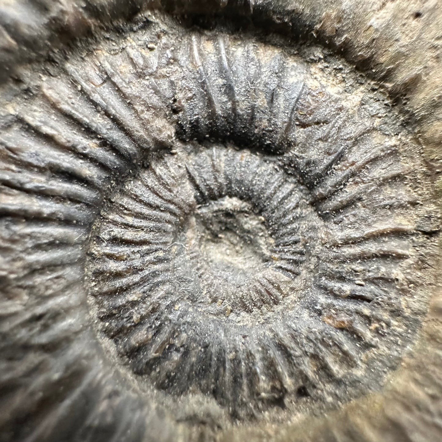 Dactylioceras Ammonite Fossil With Box And Stand - Whitby, North Yorkshire Jurassic Coast Yorkshire Fossils