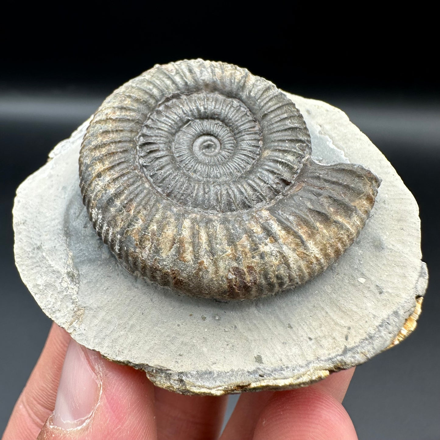 Dactylioceras Ammonite Fossil With Box And Stand - Whitby, North Yorkshire Jurassic Coast Yorkshire Fossils