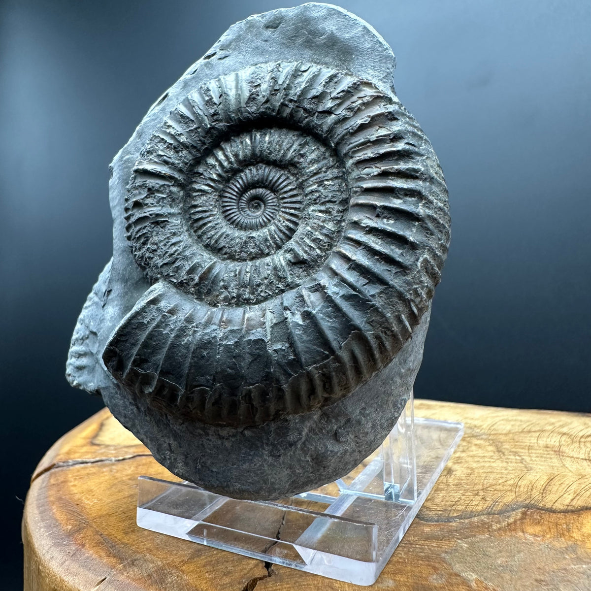 Dactylioceras Ammonite Fossil With box and Stand - Whitby, North Yorkshire Jurassic Coast Yorkshire Fossils