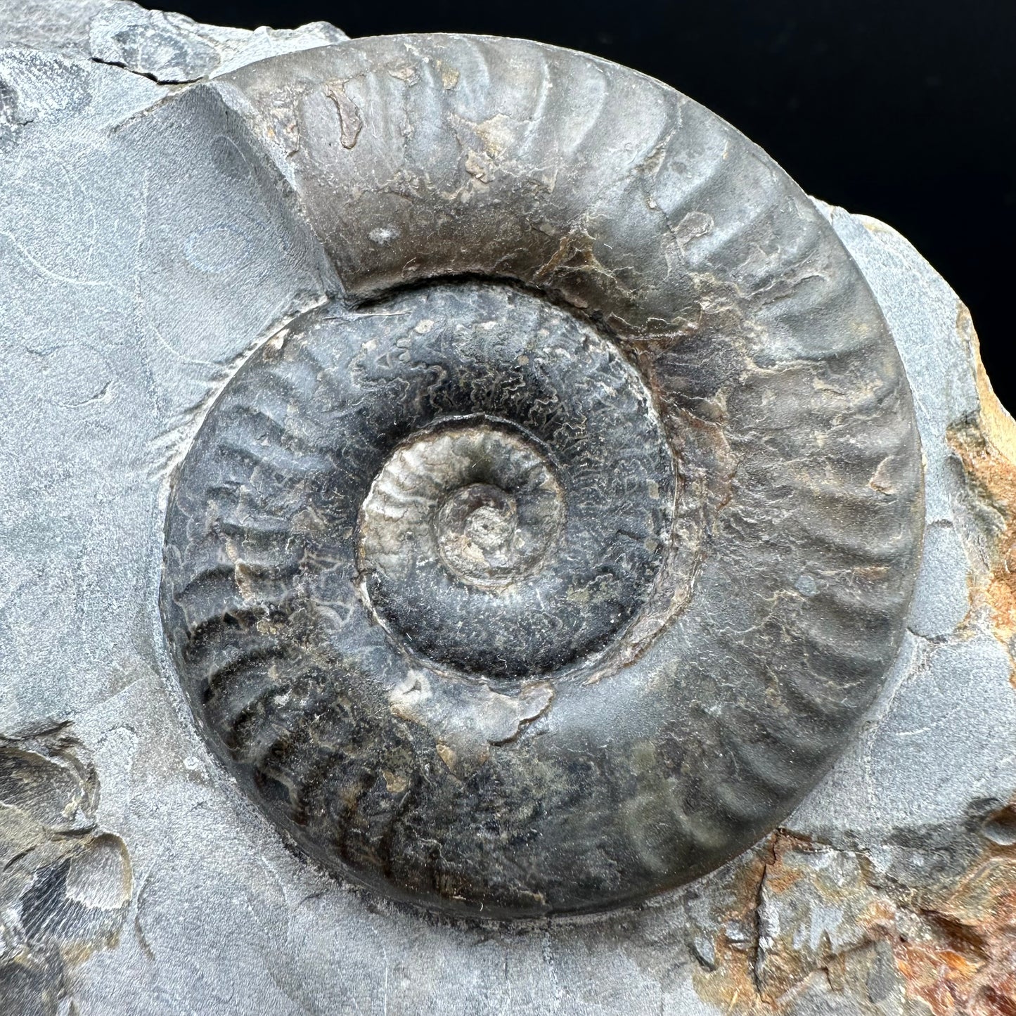 Grammoceras thoaurense Ammonite shell fossil - Whitby, North Yorkshire, Yorkshire Fossils from the Jurassic Coast