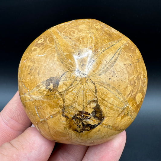 Holectypus Sea Urchin Fossil With Box And Stand - Middle Jurassic Madagascar