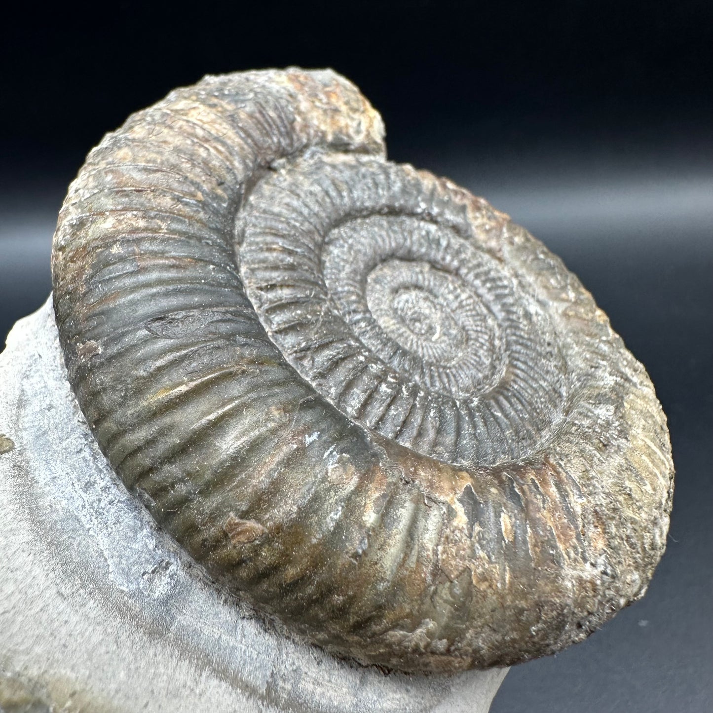 Dactylioceras Ammonite Fossil With Box And Stand - Whitby, North Yorkshire Jurassic Coast Yorkshire Fossils