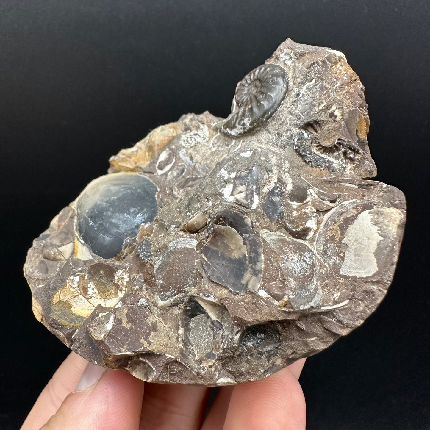 Amaltheus subnodosus Ammonite fossil with stand - Whitby, North Yorkshire Jurassic Coast Yorkshire Fossils