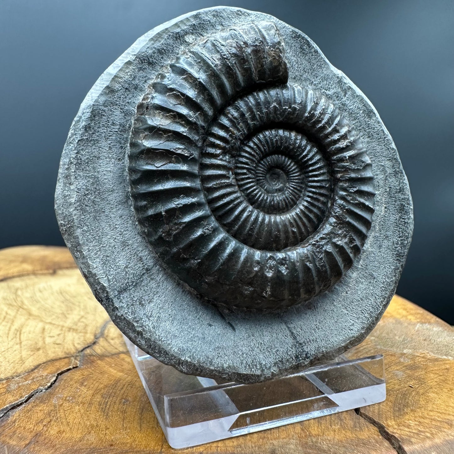 Dactylioceras Ammonite Fossil With box and Stand - Whitby, North Yorkshire Jurassic Coast Yorkshire Fossils