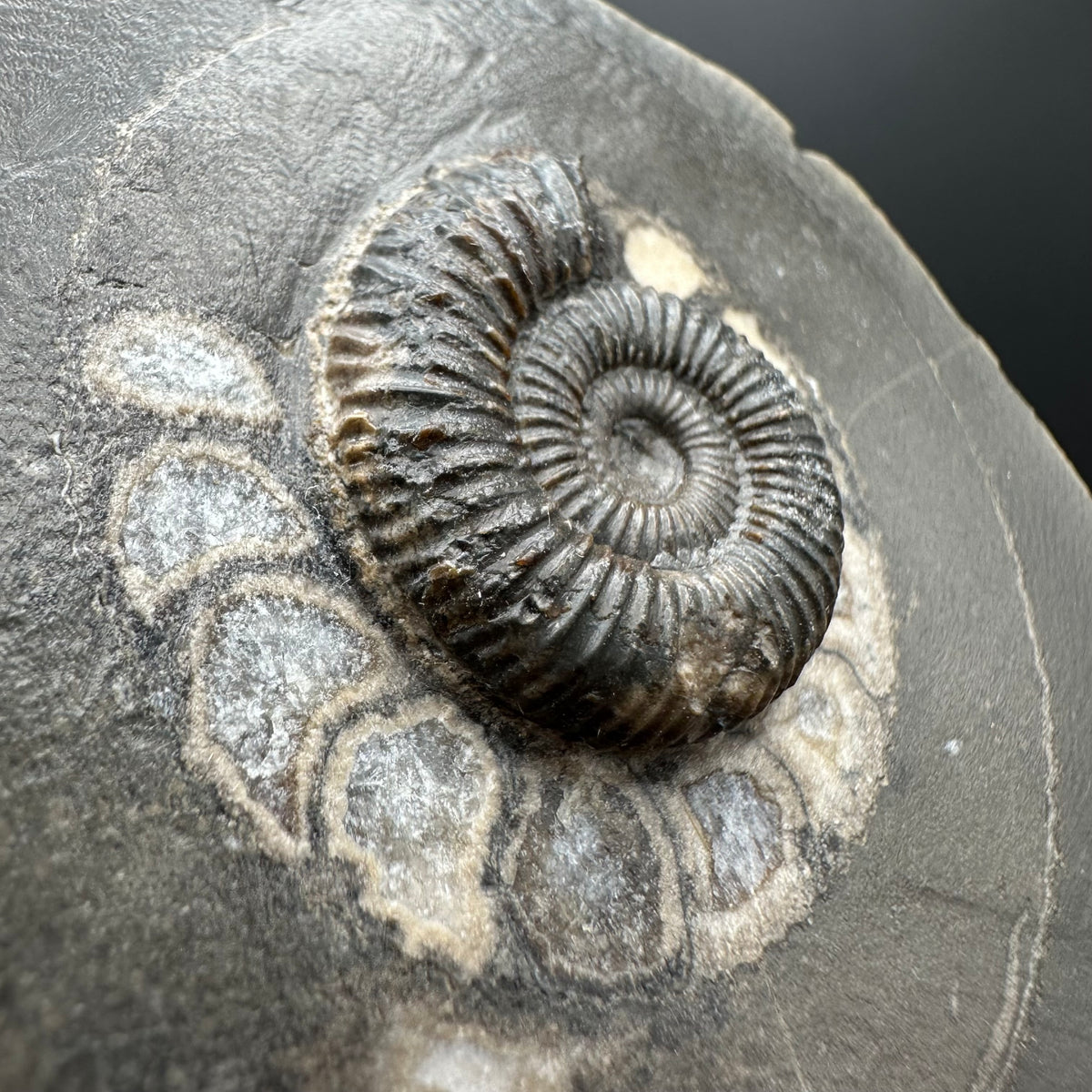Dactylioceras Ammonite Fossil With box and Stand - Whitby, North Yorkshire Jurassic Coast Yorkshire Fossils