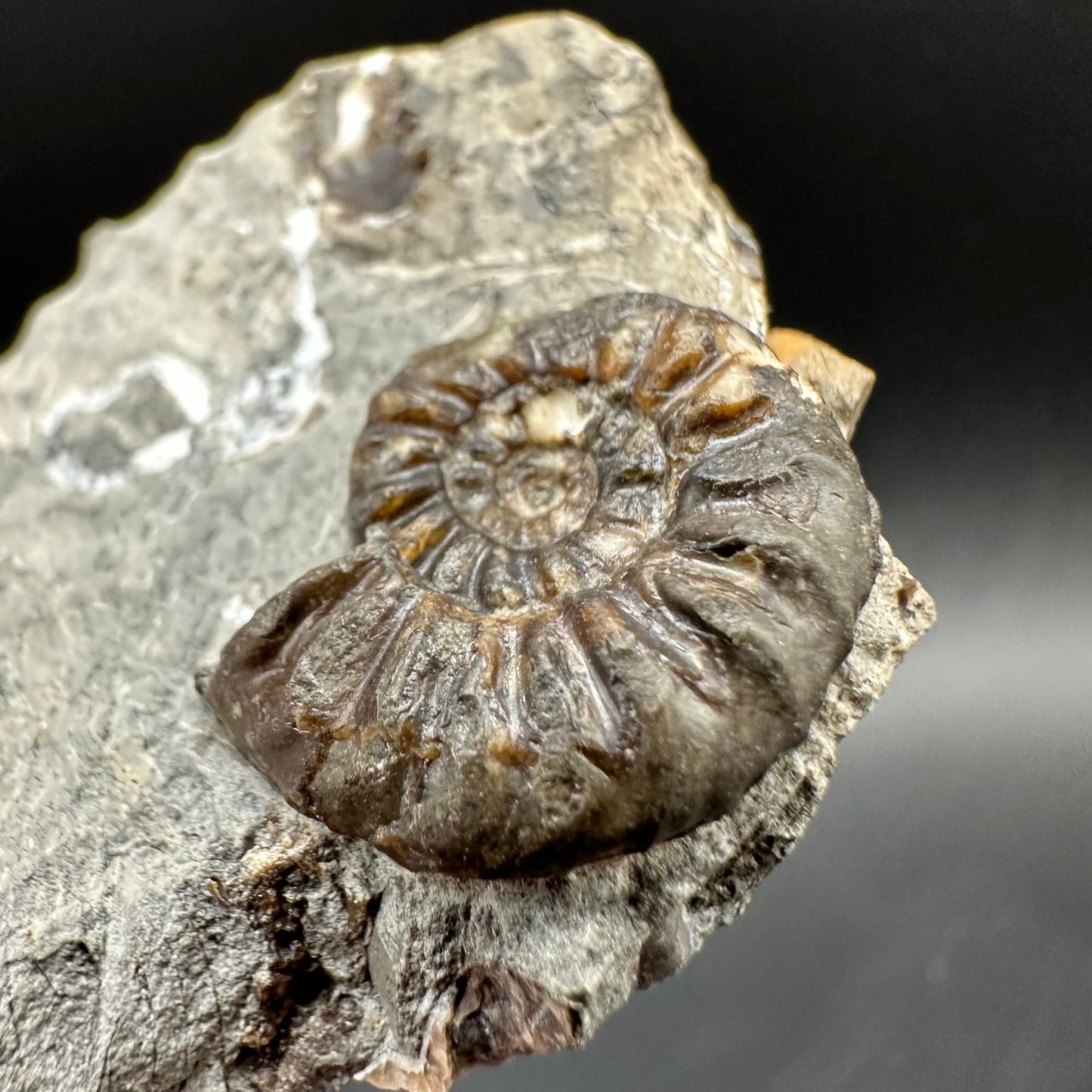 Amaltheus subnodosus Ammonite fossil with box and stand - Whitby, North Yorkshire Jurassic Coast Yorkshire Fossils
