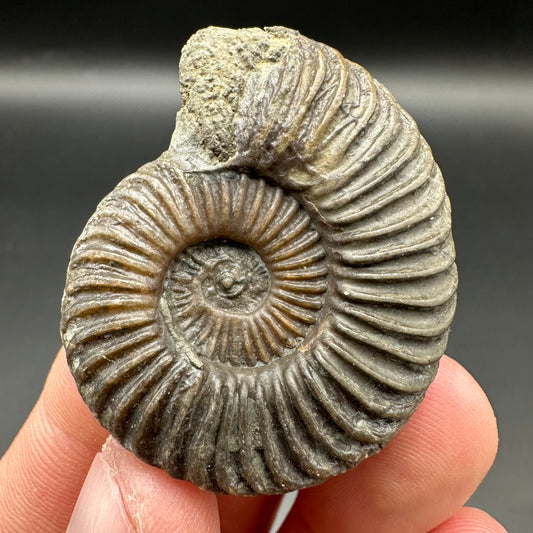 Schlothemia sp. ammonite fossil with tin and stand - Whitby, North Yorkshire Jurassic Coast, Yorkshire fossils