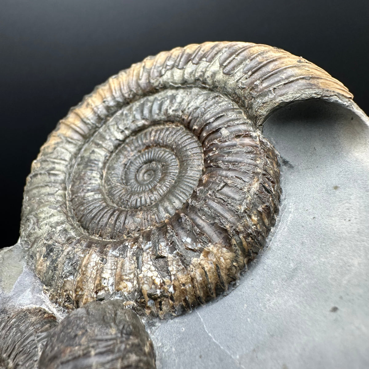 Dactylioceras Ammonite Fossil With Stand - Whitby, North Yorkshire Jurassic Coast Yorkshire Fossils