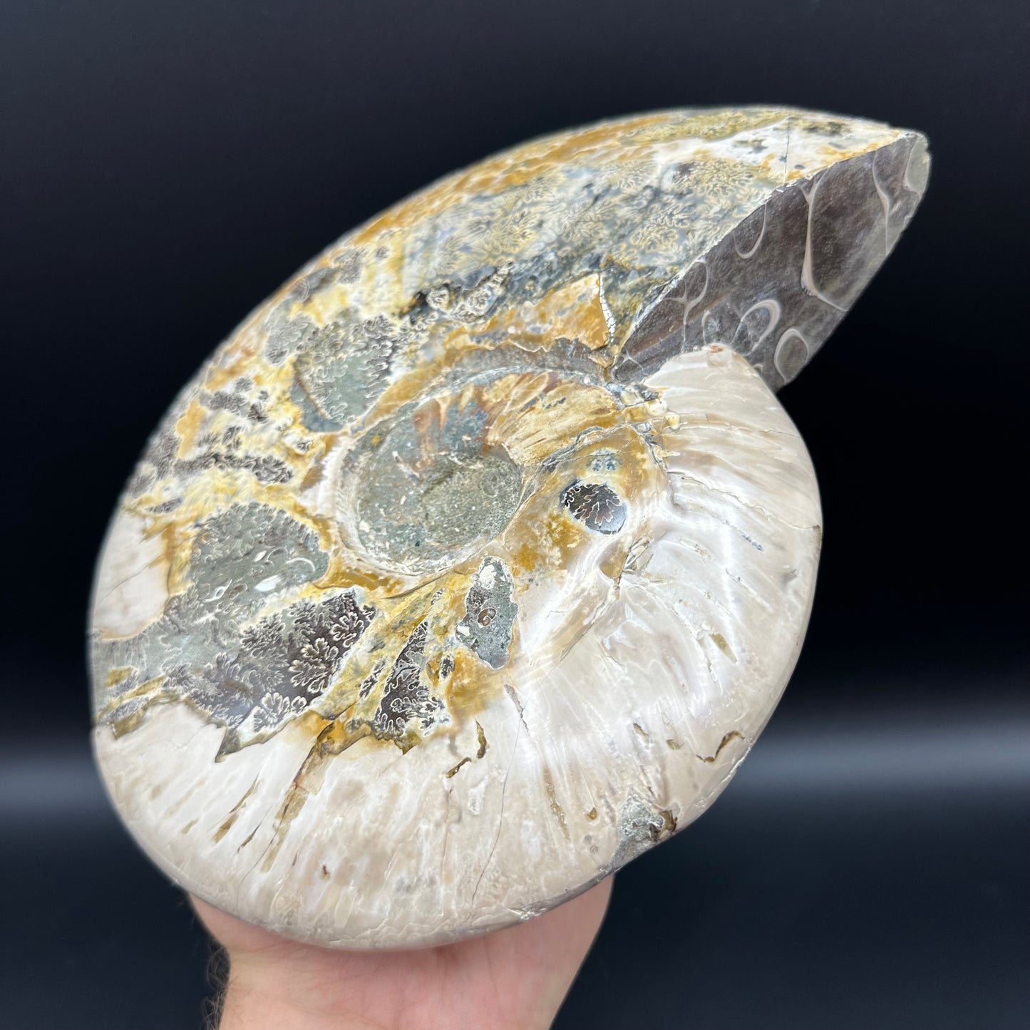 Cleoniceras Ammonite Fossil With Stand - Cretaceous Ammonite Madagascar