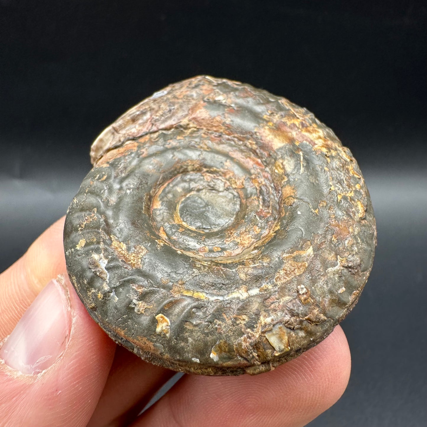 Snakestone Ammonite Fossil With Bag/Box And Stand - Whitby, North Yorkshire Jurassic Coast Yorkshire Fossils