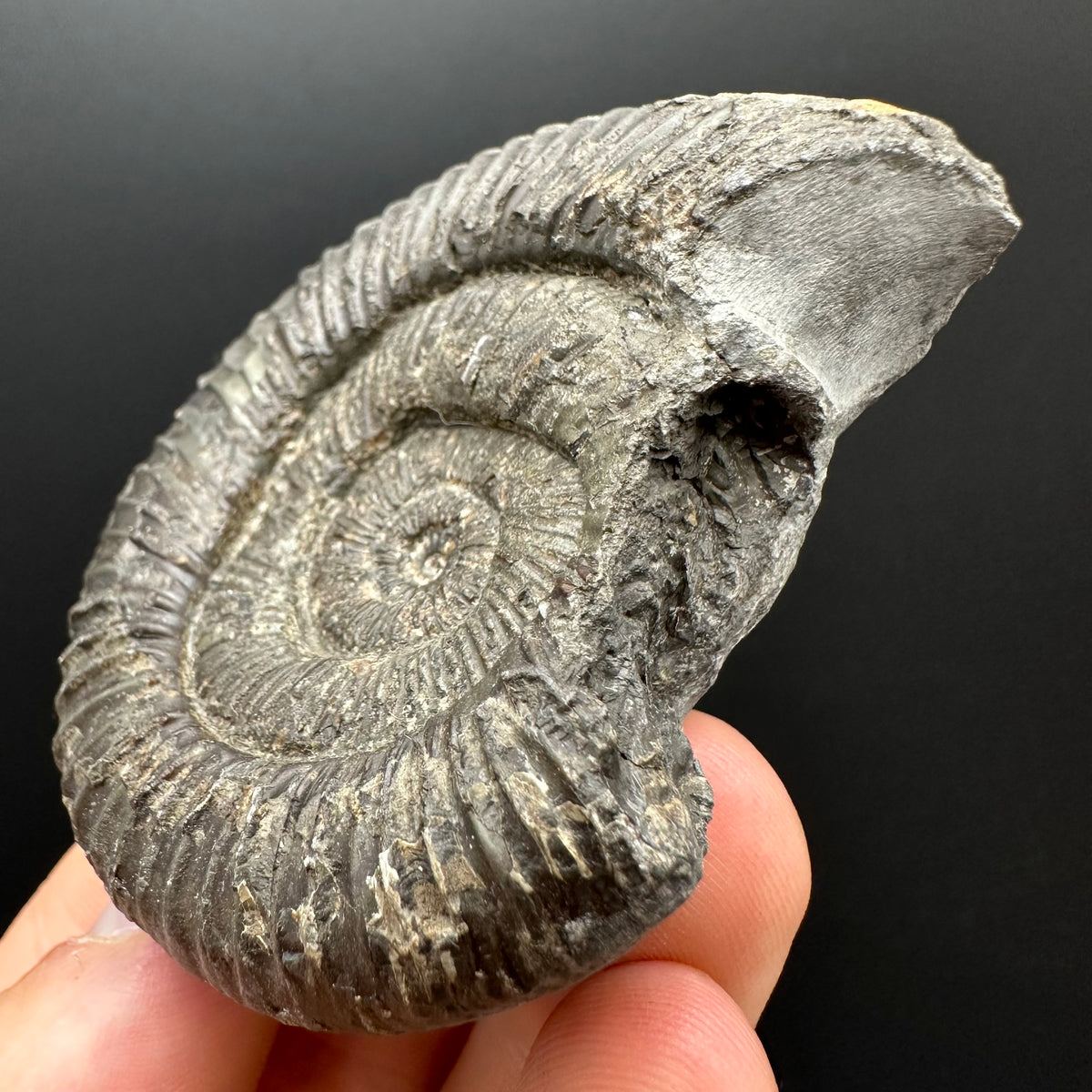 Dactylioceras Ammonite Fossil With box and Stand - Whitby, North Yorkshire Jurassic Coast Yorkshire Fossils