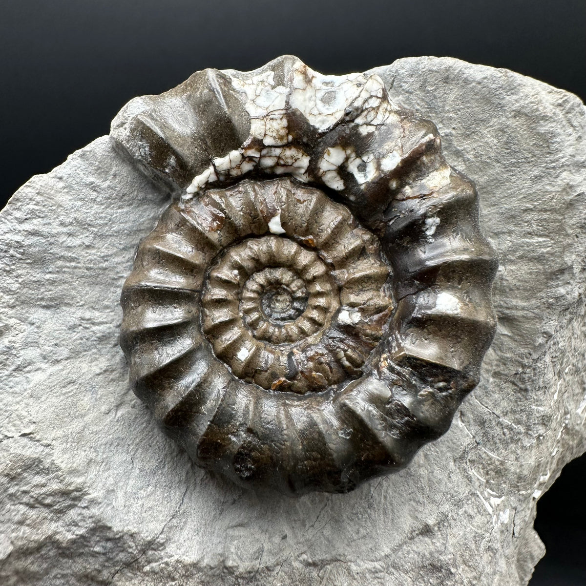 Androgynoceras maculatum ammonite fossil with stand - Whitby, North Yorkshire Jurassic Coast Yorkshire Fossils