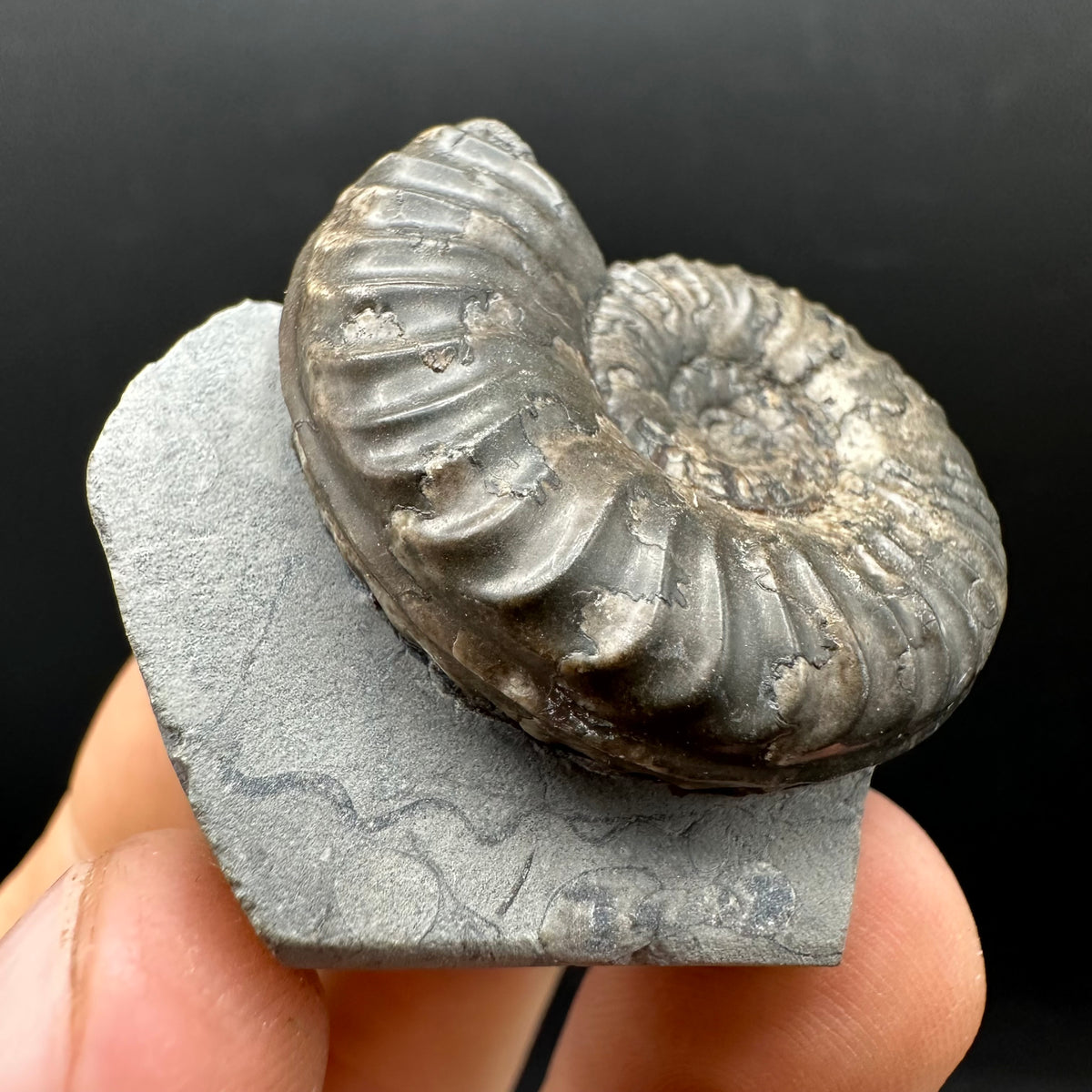 Grammoceras thoaurense Ammonite shell fossil with box and stand - Whitby, North Yorkshire, Yorkshire Fossils from the Jurassic Coast