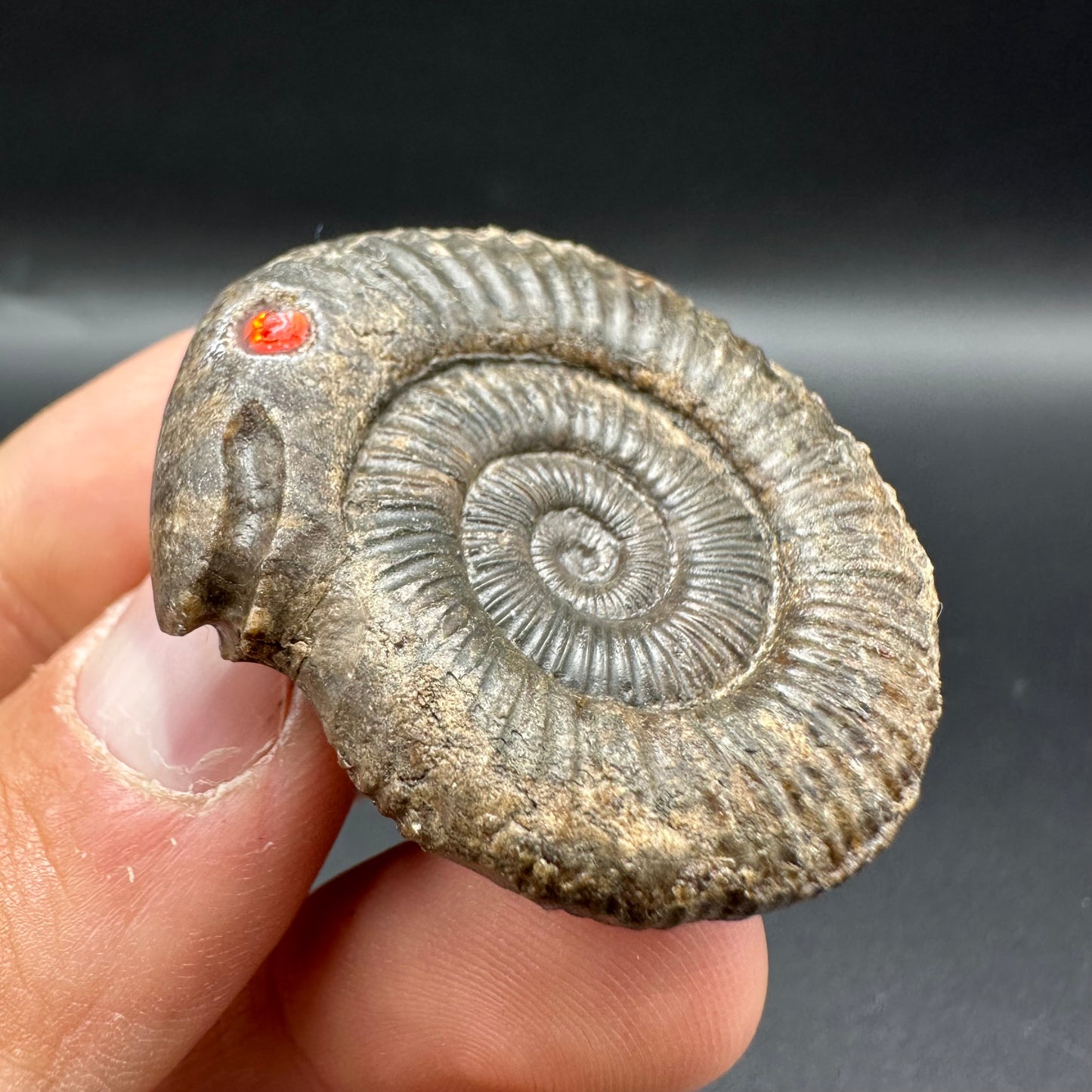 Snakestone Ammonite Fossil With Bag/Box And Stand - Whitby, North Yorkshire Jurassic Coast Yorkshire Fossils