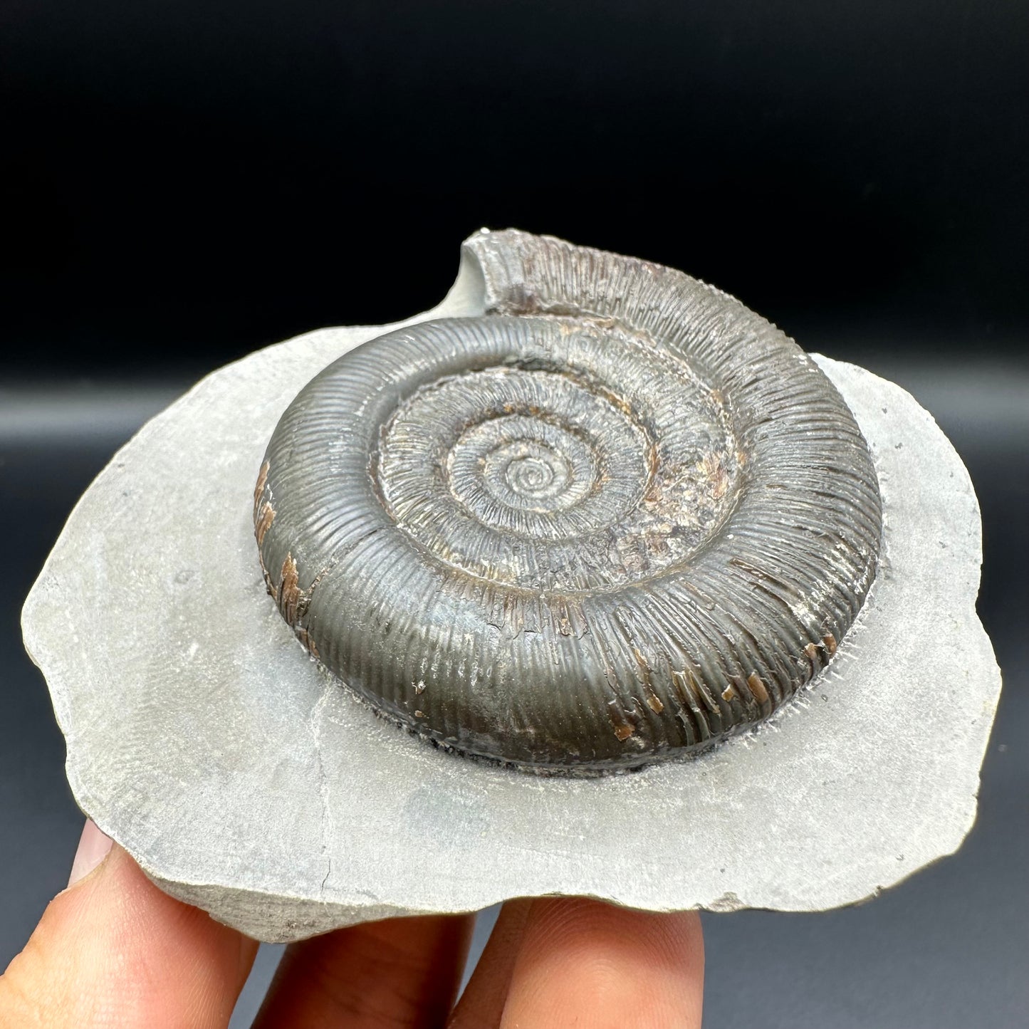 Dactylioceras tenuicostatum ammonite fossil with box and stand - Whitby, North Yorkshire Jurassic Coast