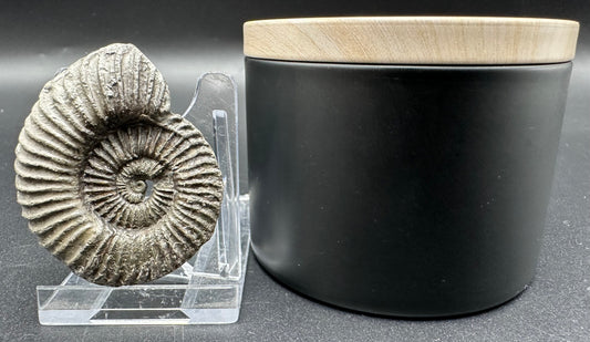 Schlothemia sp. ammonite fossil with tin and stand - Whitby, North Yorkshire Jurassic Coast, Yorkshire fossils