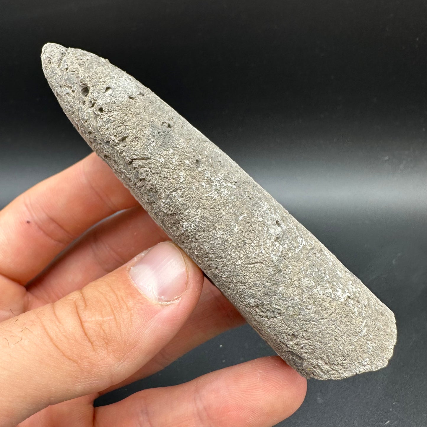Belemnite (Fossil Squid) shell fossil with box and stand - Whitby, North Yorkshire Jurassic Coast Yorkshire Fossils