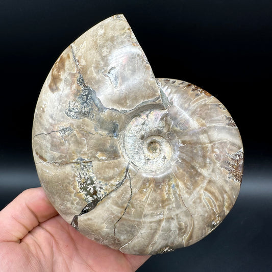 Cleoniceras Ammonite Fossil With Stand - Cretaceous Ammonite Madagascar