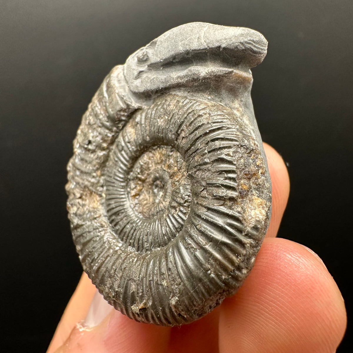 Snakestone Ammonite Fossil With Bag/Box And Stand - Whitby, North Yorkshire Jurassic Coast Yorkshire Fossils