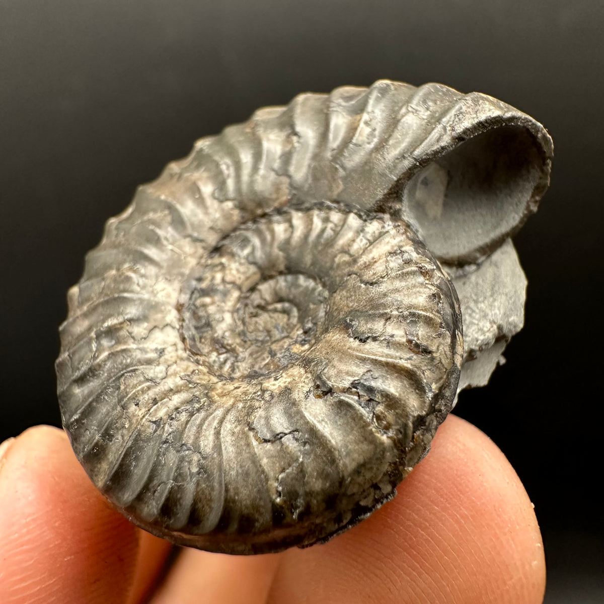 Grammoceras thoaurense Ammonite shell fossil with box and stand - Whitby, North Yorkshire, Yorkshire Fossils from the Jurassic Coast