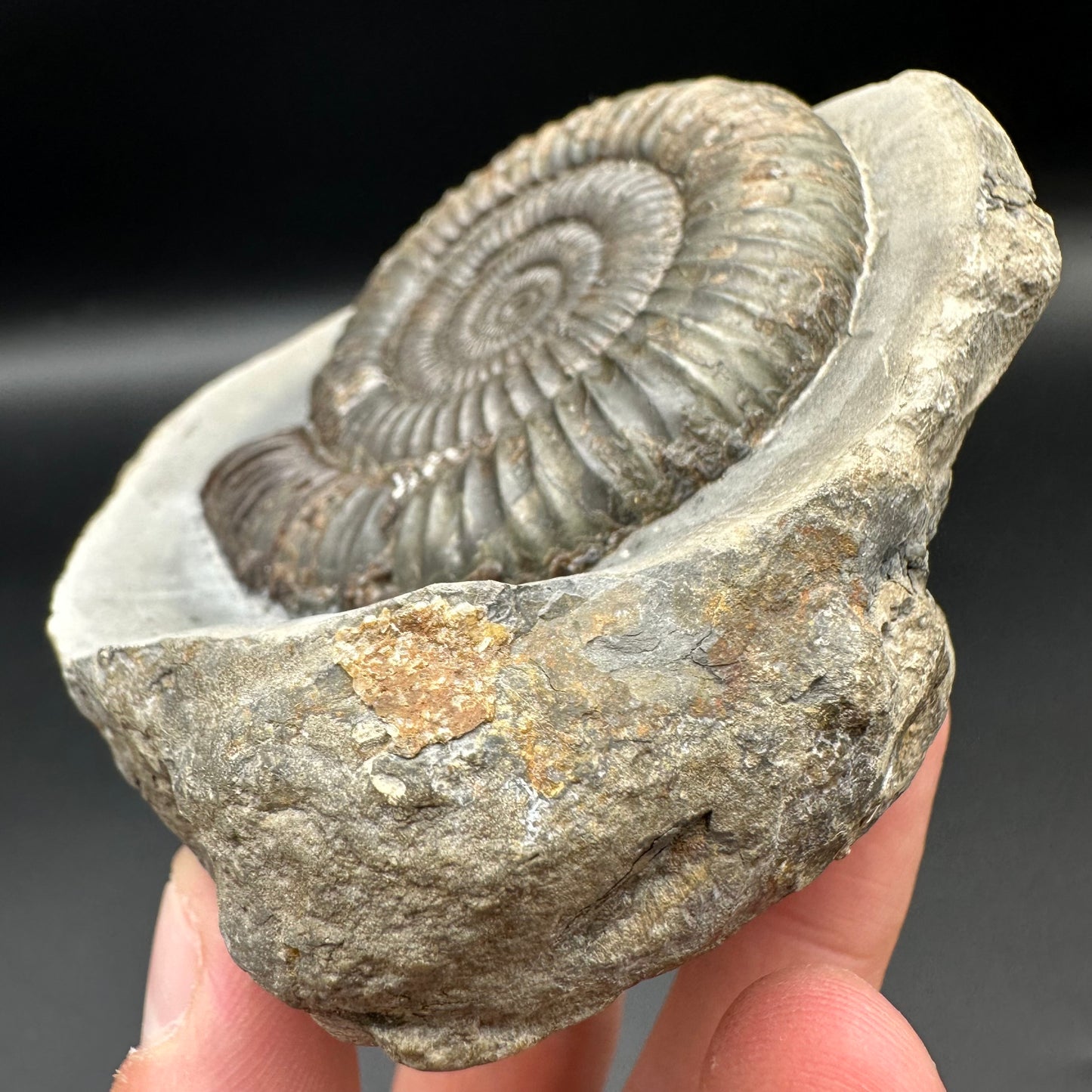 Dactylioceras Ammonite Fossil With Box And Stand - Whitby, North Yorkshire Jurassic Coast Yorkshire Fossils