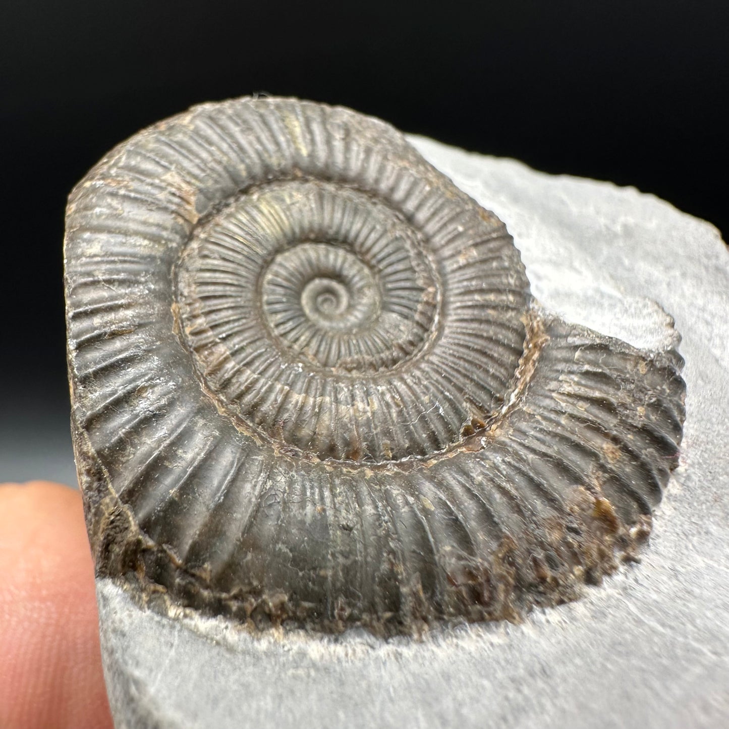Dactylioceras Ammonite Fossil With Box And Stand - Whitby, North Yorkshire Jurassic Coast Yorkshire Fossils
