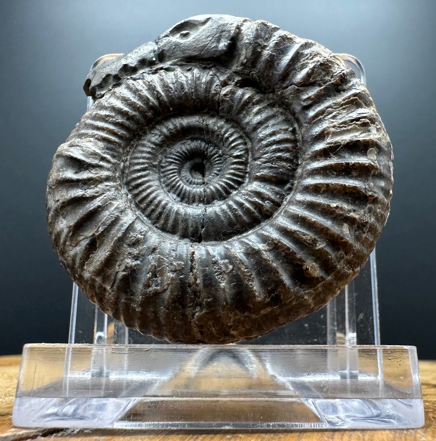 Snakestone Ammonite Fossil With Bag/Box And Stand - Whitby, North Yorkshire Jurassic Coast Yorkshire Fossils