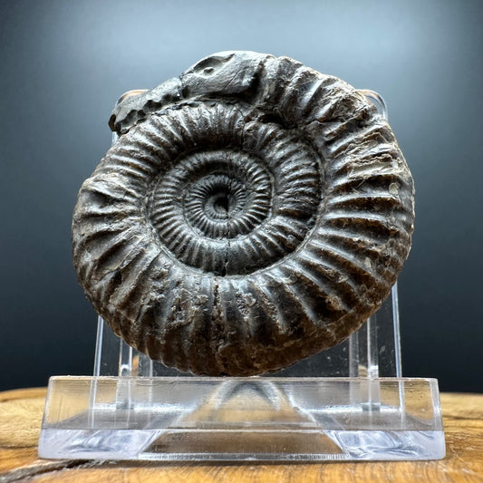 Snakestone Ammonite Fossil With Bag/Box And Stand - Whitby, North Yorkshire Jurassic Coast Yorkshire Fossils