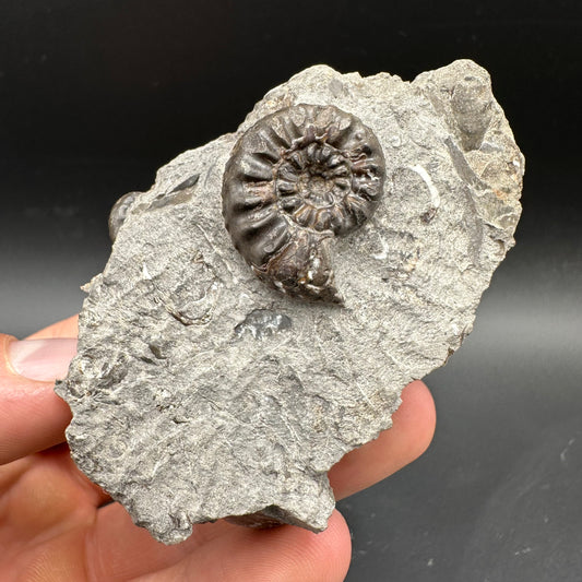 Amaltheus subnodosus Ammonite fossil with box and stand - Whitby, North Yorkshire Jurassic Coast Yorkshire Fossils