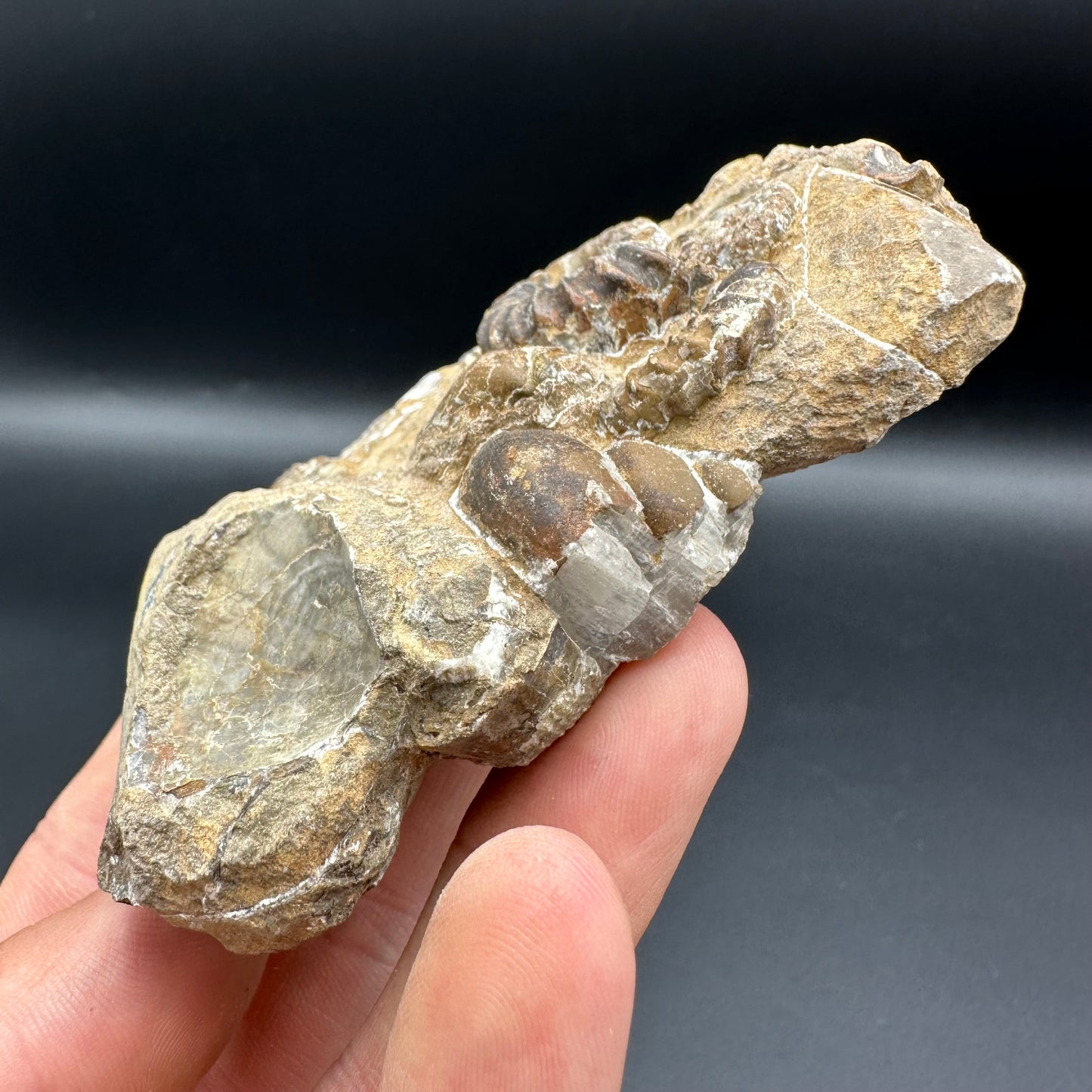 Androgynoceras Capricornus ammonite / Gastropod fossil with box and stand - Whitby, North Yorkshire Jurassic Coast Yorkshire Fossils