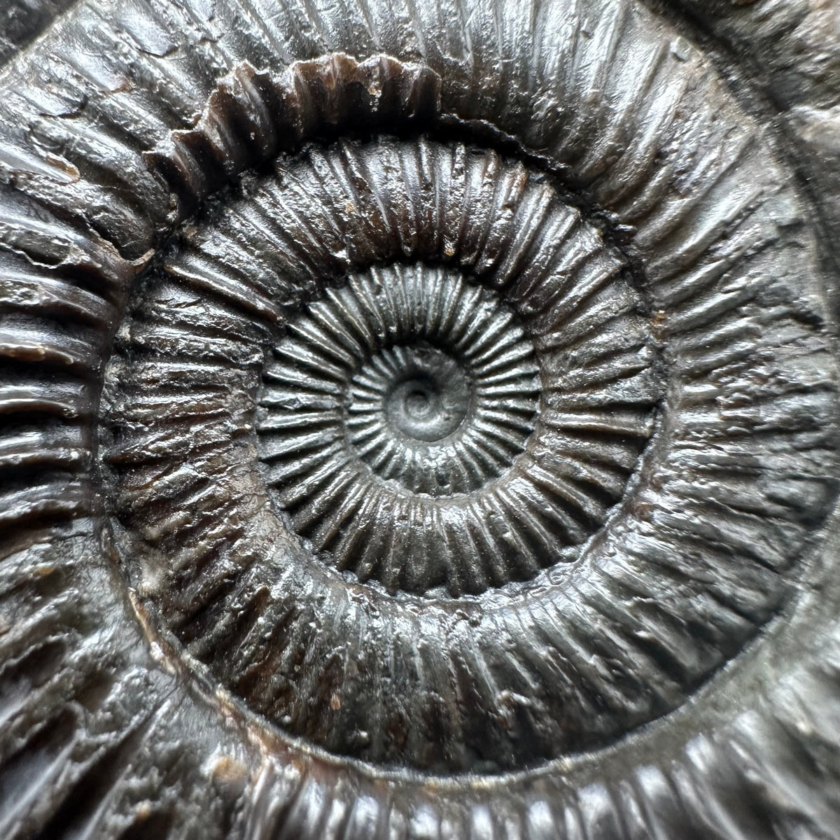 Dactylioceras Ammonite nodule (split pair) Fossil With Box And Stand - Whitby, North Yorkshire Jurassic Coast Yorkshire Fossils