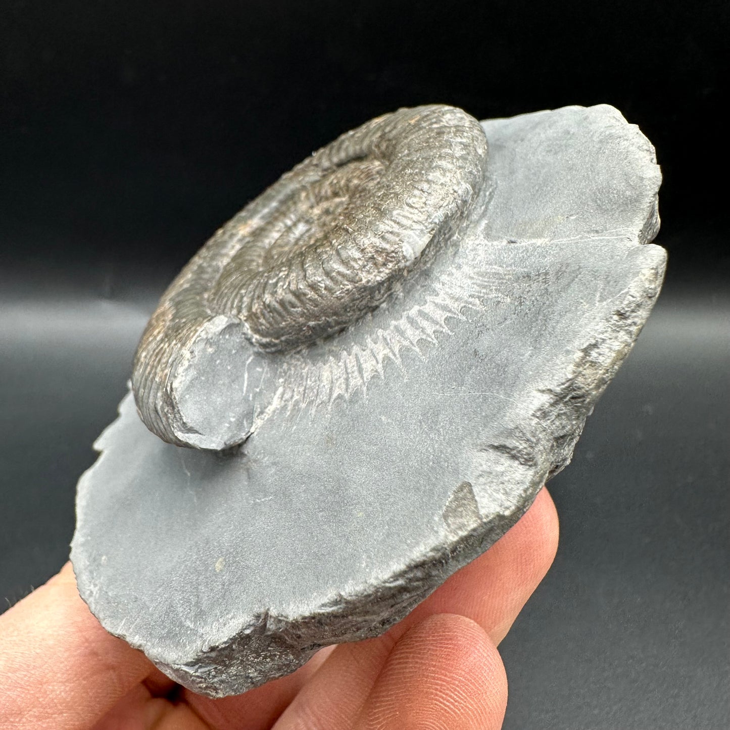 Zugodactylites Ammonite fossil with box and stand - Whitby, North Yorkshire Jurassic Coast, Yorkshire fossils