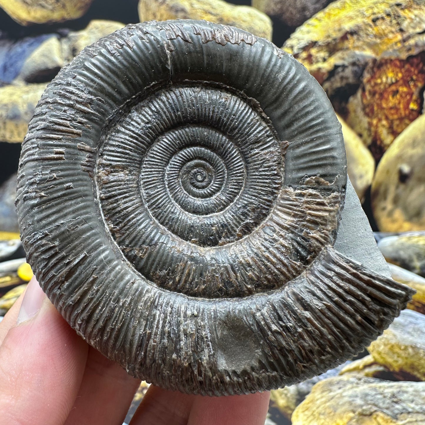 Dactylioceras tenuicostatum ammonite fossil - Whitby, North Yorkshire Jurassic Coast Yorkshire Fossils