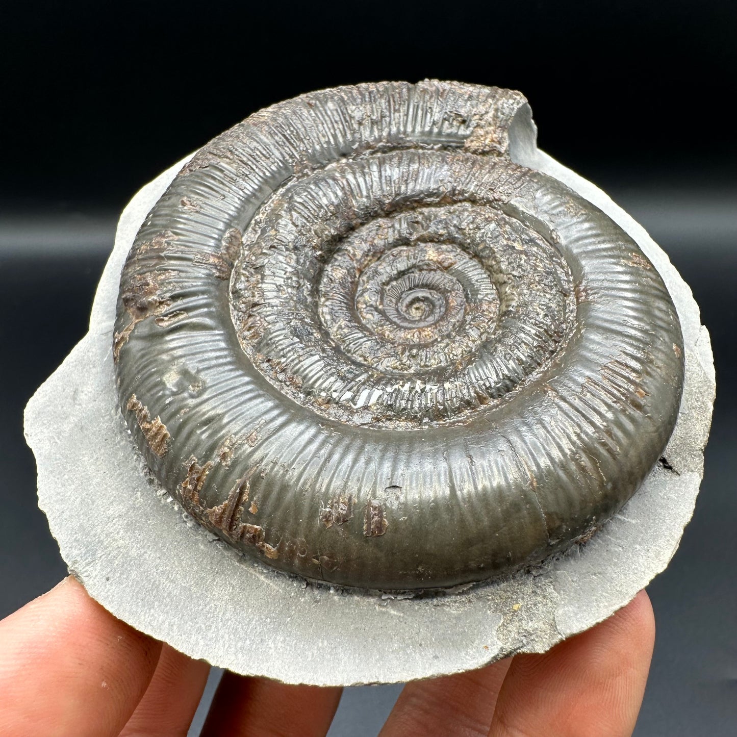 Dactylioceras tenuicostatum ammonite fossil with box and stand - Whitby, North Yorkshire Jurassic Coast