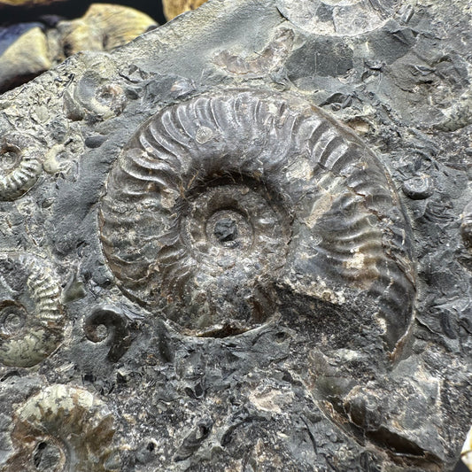 Eleganticeras Elegantulum ammonite fossil - Whitby, North Yorkshire Jurassic Coast Yorkshire Fossils
