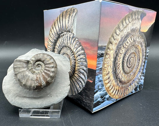 Agassiceras sp. ammonite fossil with box and stand - Whitby, North Yorkshire Jurassic Coast Yorkshire Fossils