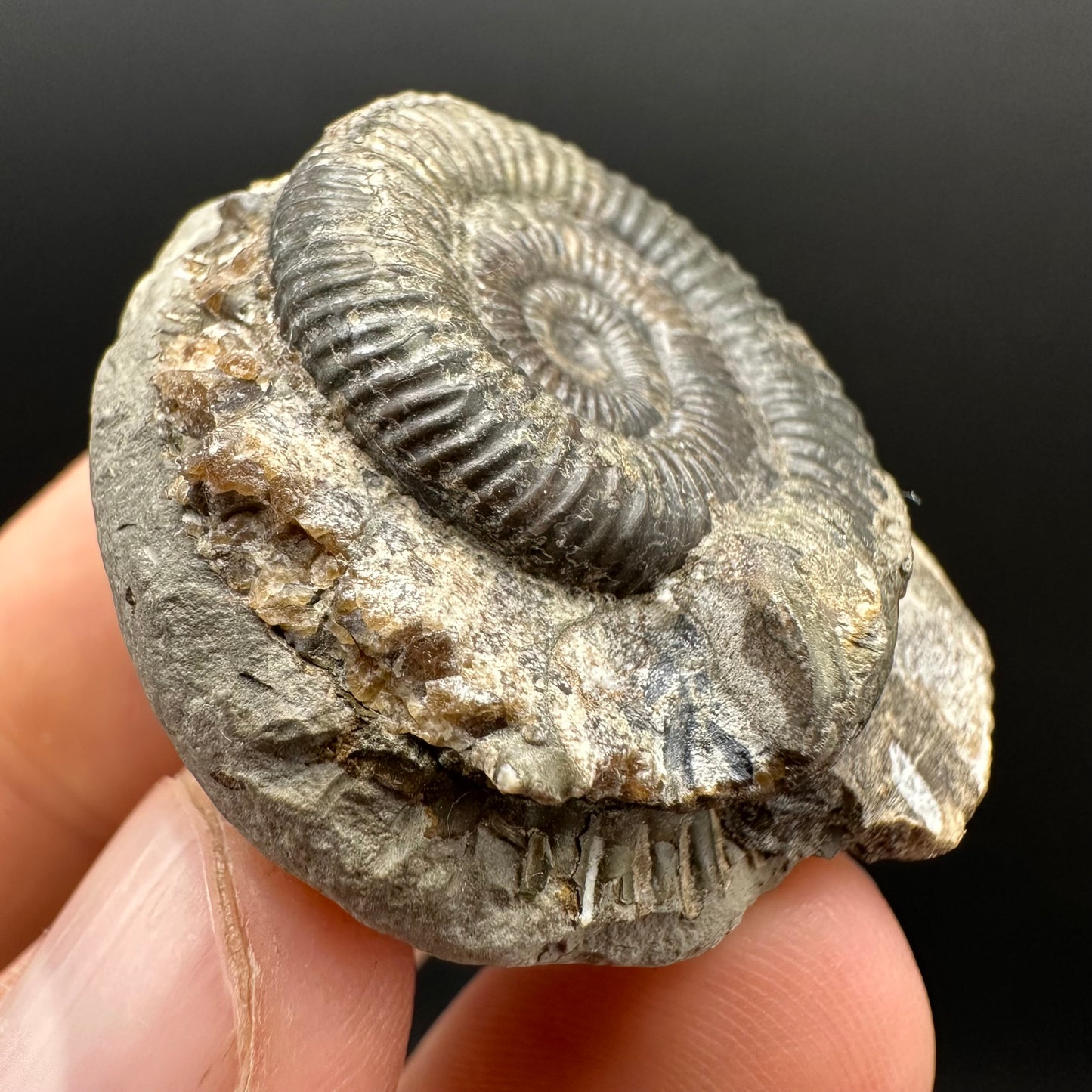 Dactylioceras Ammonite Fossil Gift Set - Whitby, North Yorkshire Jurassic Coast Yorkshire Fossils