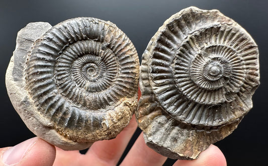 Dactylioceras Ammonite nodule (split pair) Fossil With Box And Stand - Whitby, North Yorkshire Jurassic Coast Yorkshire Fossils