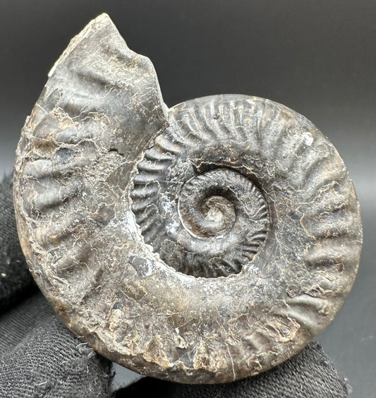 Hildoceras lusitanicum Ammonite fossil with box and stand - Whitby, North Yorkshire, Jurassic Coast, Yorkshire Fossils from the Jurassic Coast